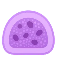 Lymphoid tissue histology