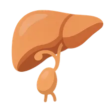 Liver and biliary system development