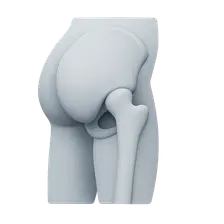 Gluteal Region and Hip