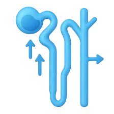 Sodium handling along the nephron
