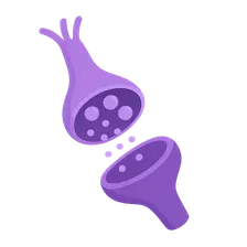 Synaptic Transmission