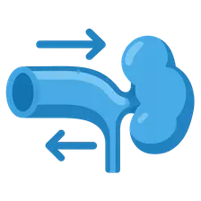 Autoregulation mechanisms