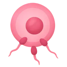 Gametogenesis