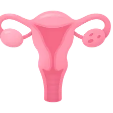 Female Sexual Response Cycle