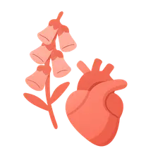 Cardiac glycosides
