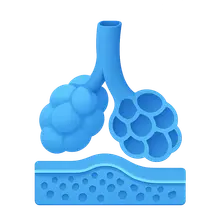 Respiratory system histology