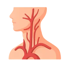 Vasculature of the Neck