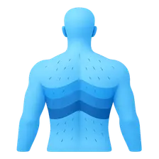 Thoracic dermatomes and myotomes