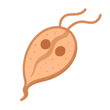 Intestinal Protozoa