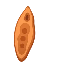 Trematodes (flukes)