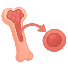 Hematopoietic Stem Cell Transplantation