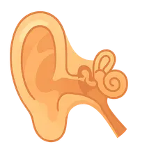 Anatomy of the Ear