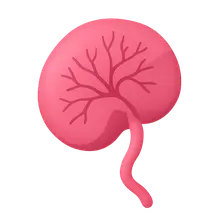 Placental development and function