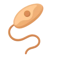 Leishmania species