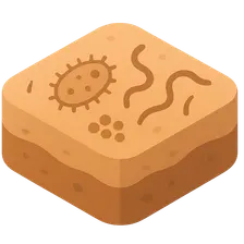 Microorganisms in Soil