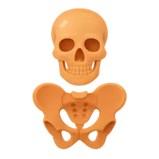 Sex Determination from Skeletal Remains