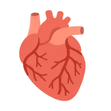 Coronary vasculature development
