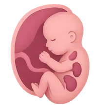 Fetal Endocrine Development