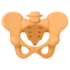 Male Perineum