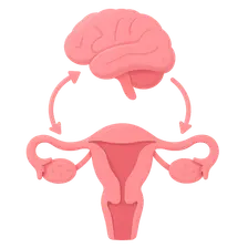 Hypothalamic-pituitary-gonadal axis