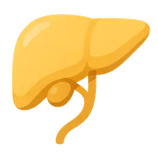 Bile production and secretion