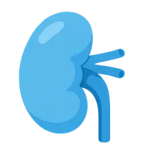 Renal bicarbonate handling