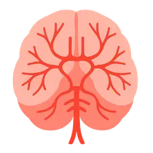 Middle cerebral artery territory