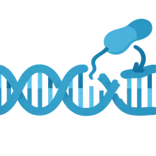 DNA Replication and Repair Mechanisms