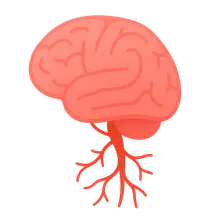Neurovascular Anatomy