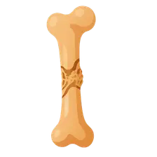 Fracture Healing Process