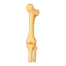 Bones and joints of lower limb