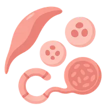 Malaria parasites and life cycle