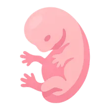 Limb development
