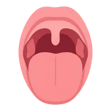 Anatomy of the Oral Cavity and Pharynx