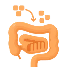 Carbohydrate digestion and absorption