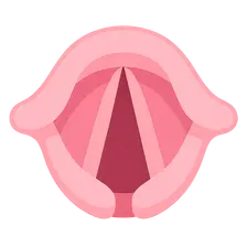 Vocal Fold Structure and Function