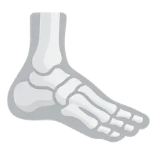 Foot and Ankle Anatomy