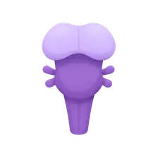 Brainstem Anatomy