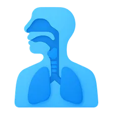 Airway Anatomy
