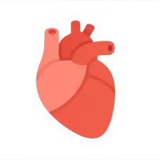 Cardiovascular Anatomy