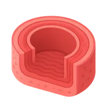 Cardiovascular System Histology
