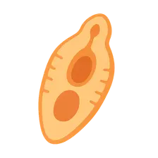 Trematodes
