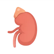 RAAS in pathophysiological states