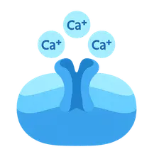 Calcium Signaling