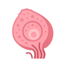 Microscopic Anatomy of Reproductive System