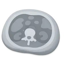 CT Anatomy