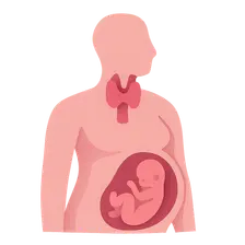 Thyroid Disorders in Pregnancy