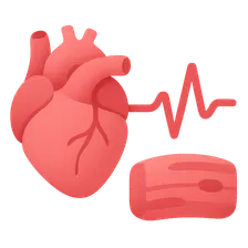 Cardiac Muscle Properties