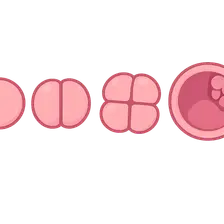 Cleavage and blastocyst formation