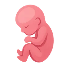 Prenatal Development